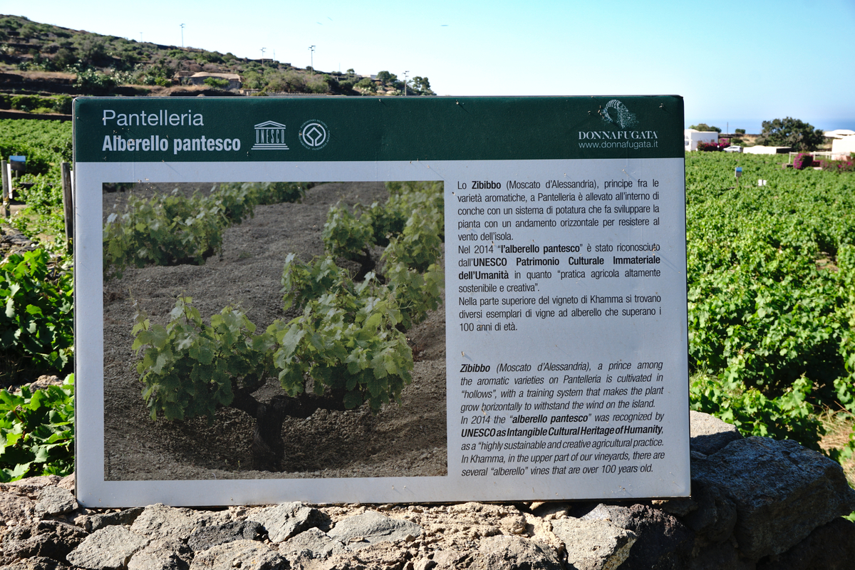 The "Alberello Pantesco", the typical way of planting grapes elected as UNESCO intangible cultural heritage
