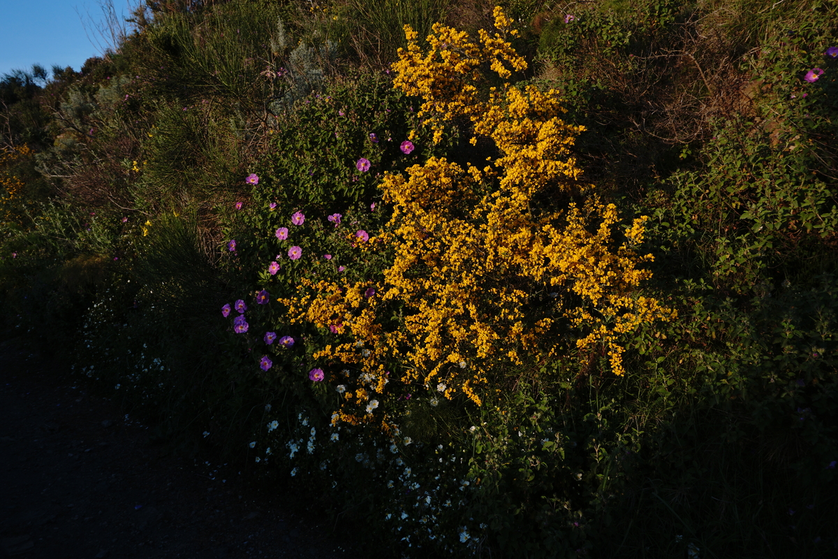 Scotch brooms and rockroses