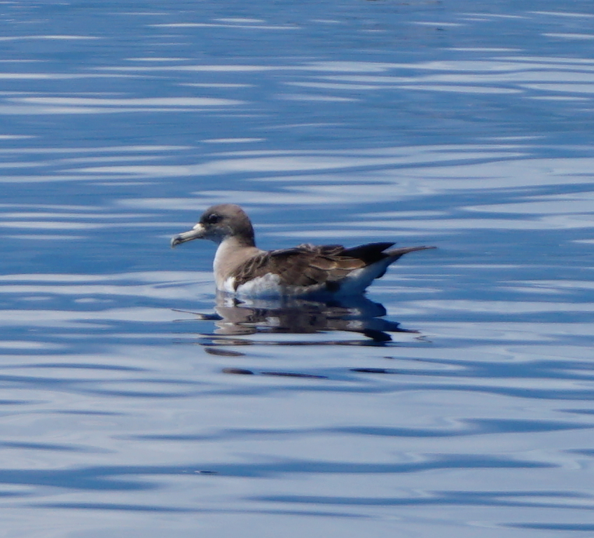 One of many shearwaters encountered at sea